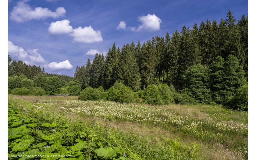 Natur im Schwarzbachtal