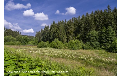 Natur im Schwarzbachtal