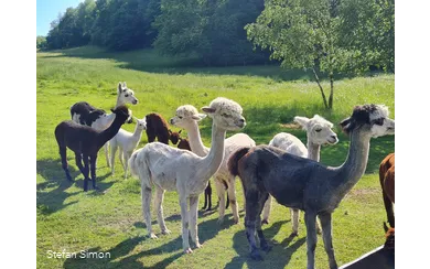 Alpaka Trekking