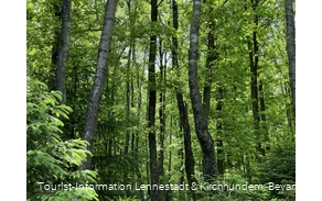 Wald