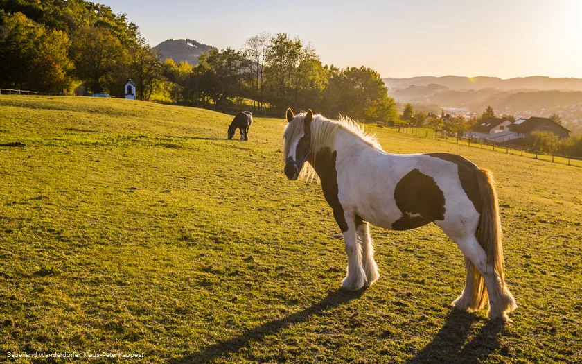 Reiten