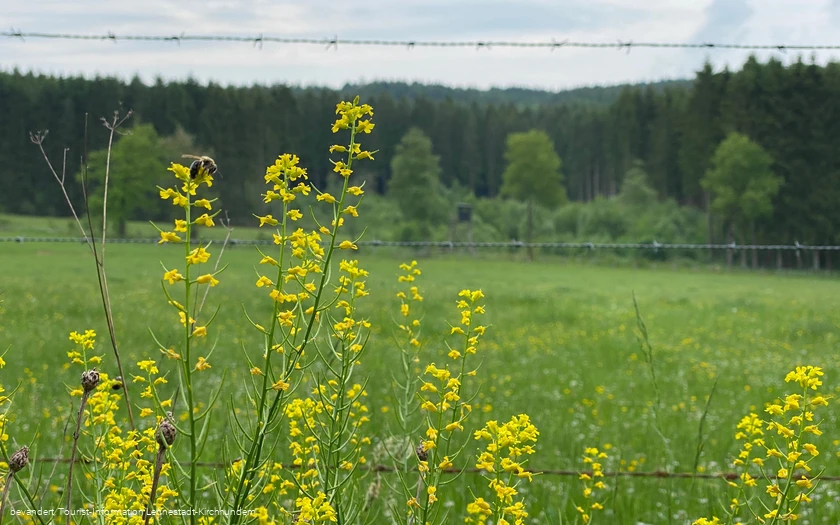 Wiese am Silberbachtal