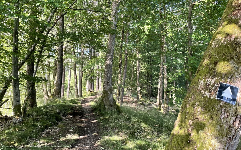 Pfad am Walderlebnispfad