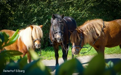 Bild Pferde©Reiterhof Silberg.jpg