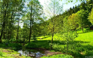 Kurpark_Potersiepen.jpg