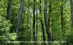 Wald
