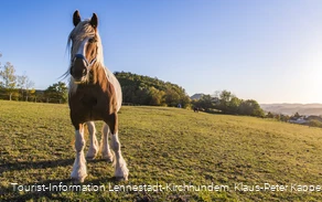 Pferd auf der Koppel