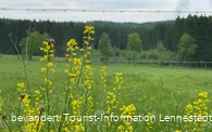 Wiese am Silberbachtal