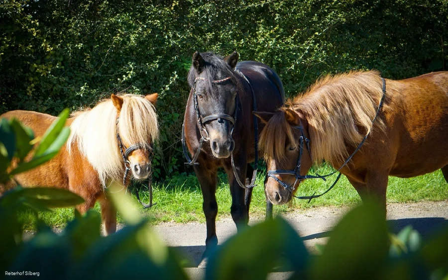 Bild Pferde©Reiterhof Silberg.jpg