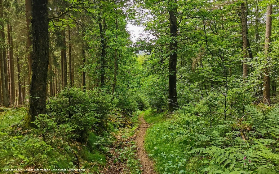 Pfad zurück nach Welschen Ennest