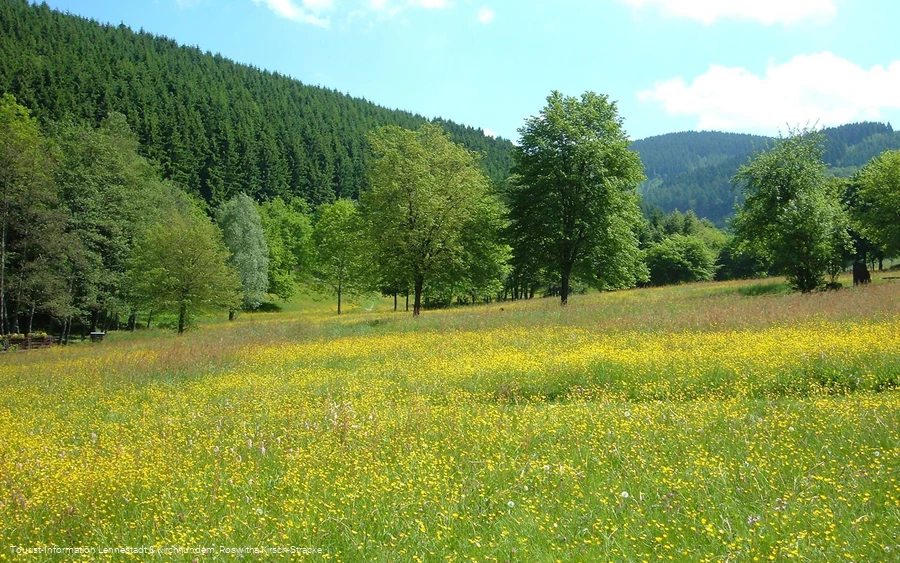 Wiesen im Kurpark_Kirsch-Stracke.jpg