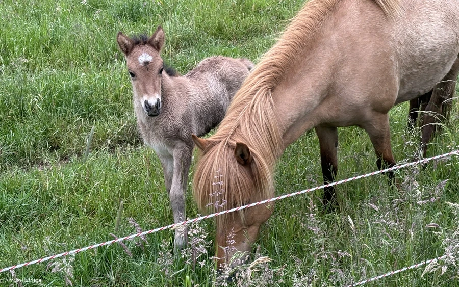 Falkenegg_Wiese 2 Falkenegg_Wiese 2