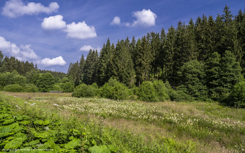 Natur im Schwarzbachtal