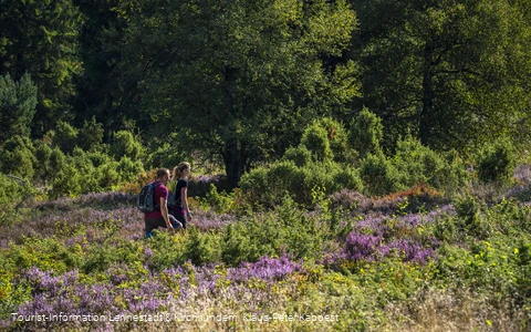 Wandern in der Heinsberger Heide