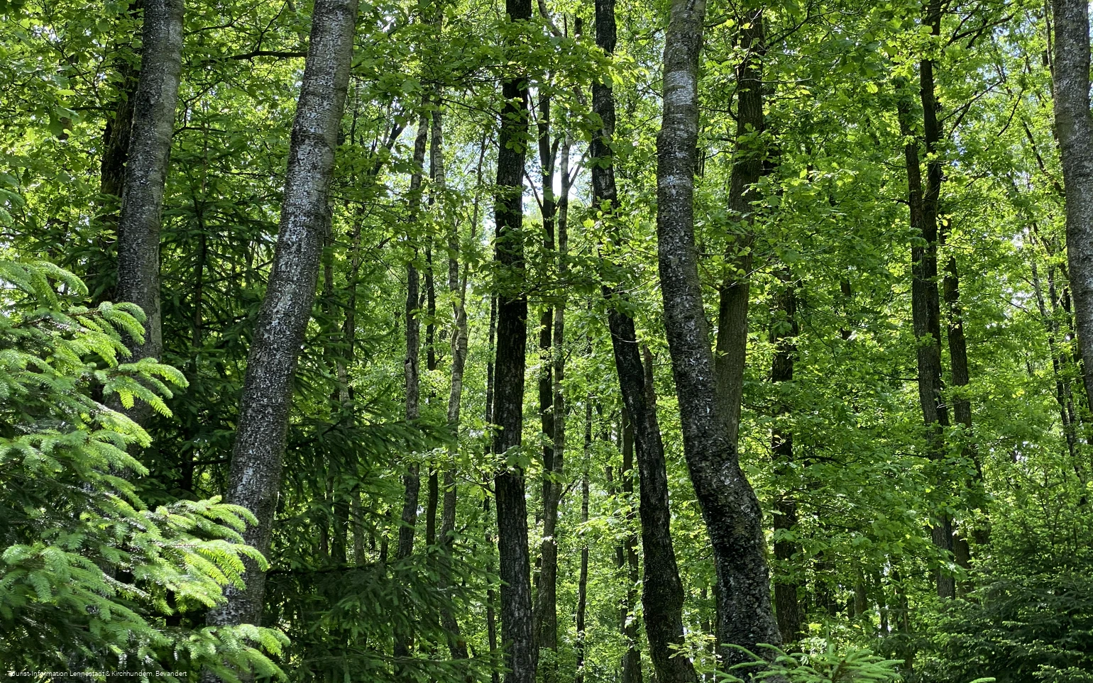 Wald