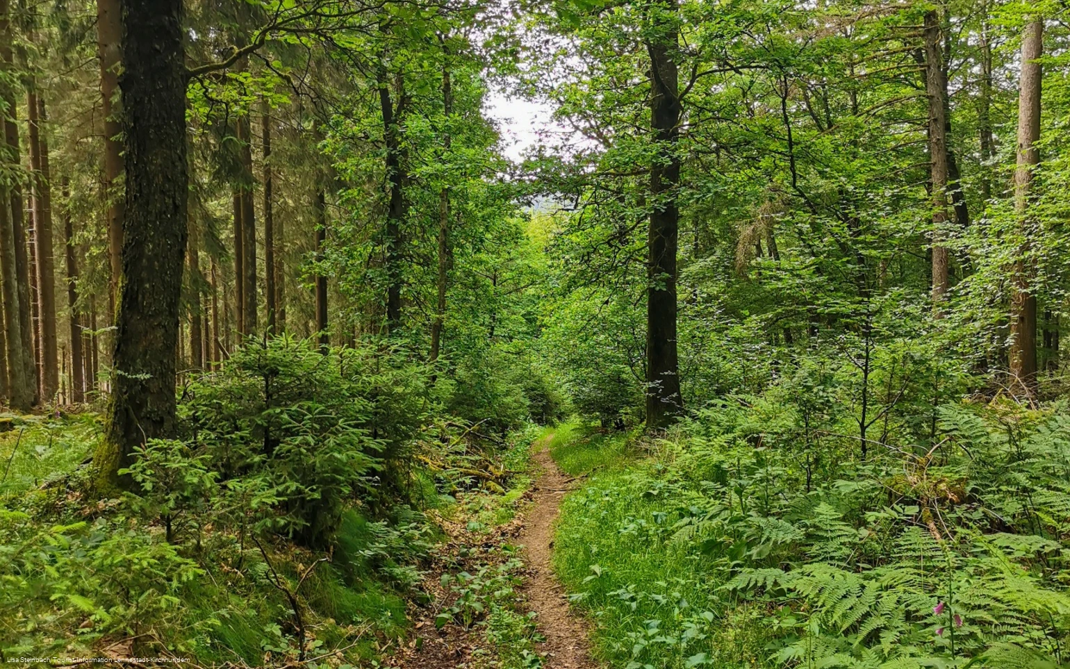 Pfad zurück nach Welschen Ennest