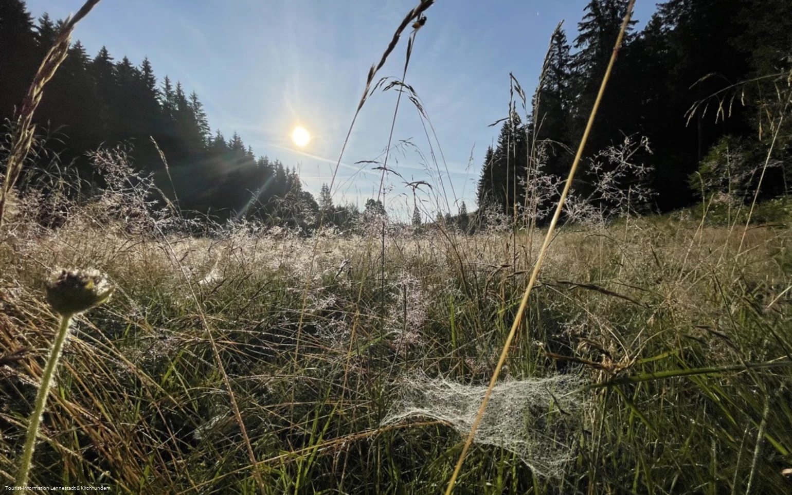 Schwarzbachtal Wiese