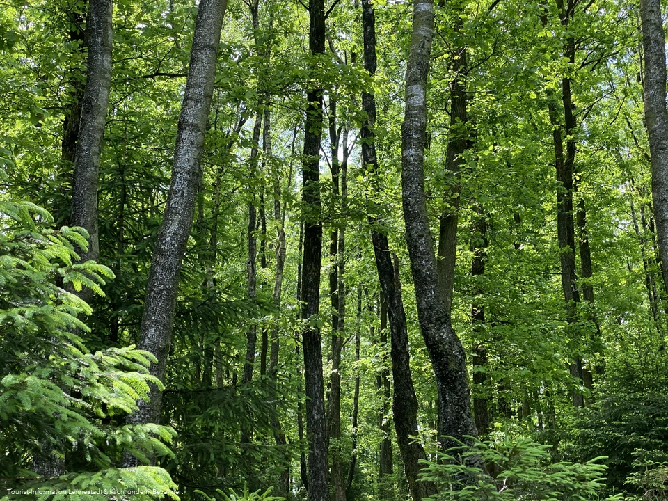 Wald