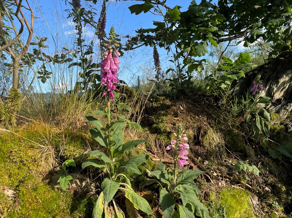 Fingerhut Wanderung Saalhausen