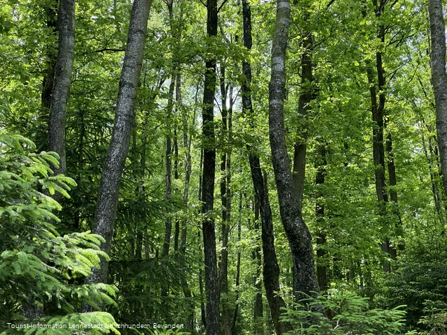 Wald