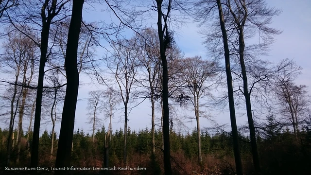 FFH Gebiet Apollmicke-Einsiedelei