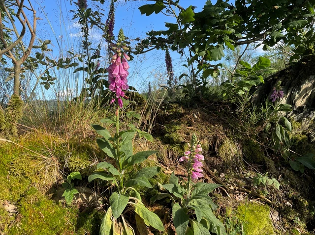 Fingerhut Wanderung Saalhausen