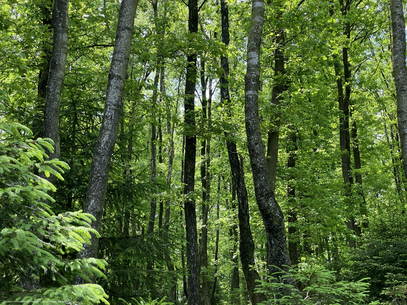 Wald