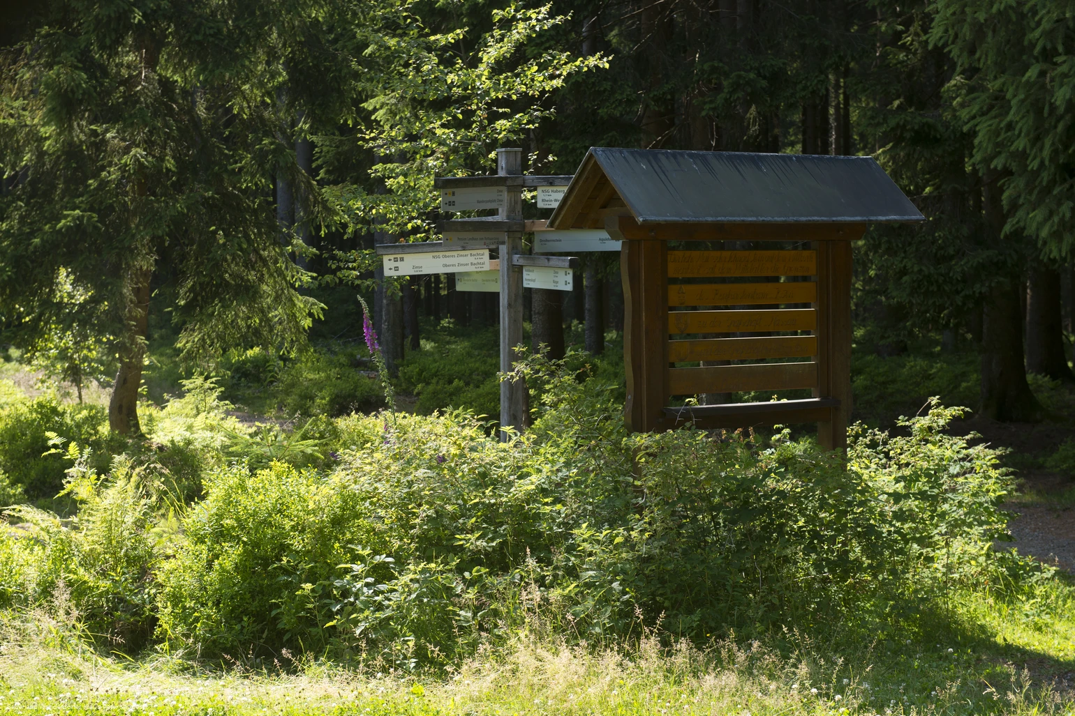 Dreiherrnstein am Rothaarsteig