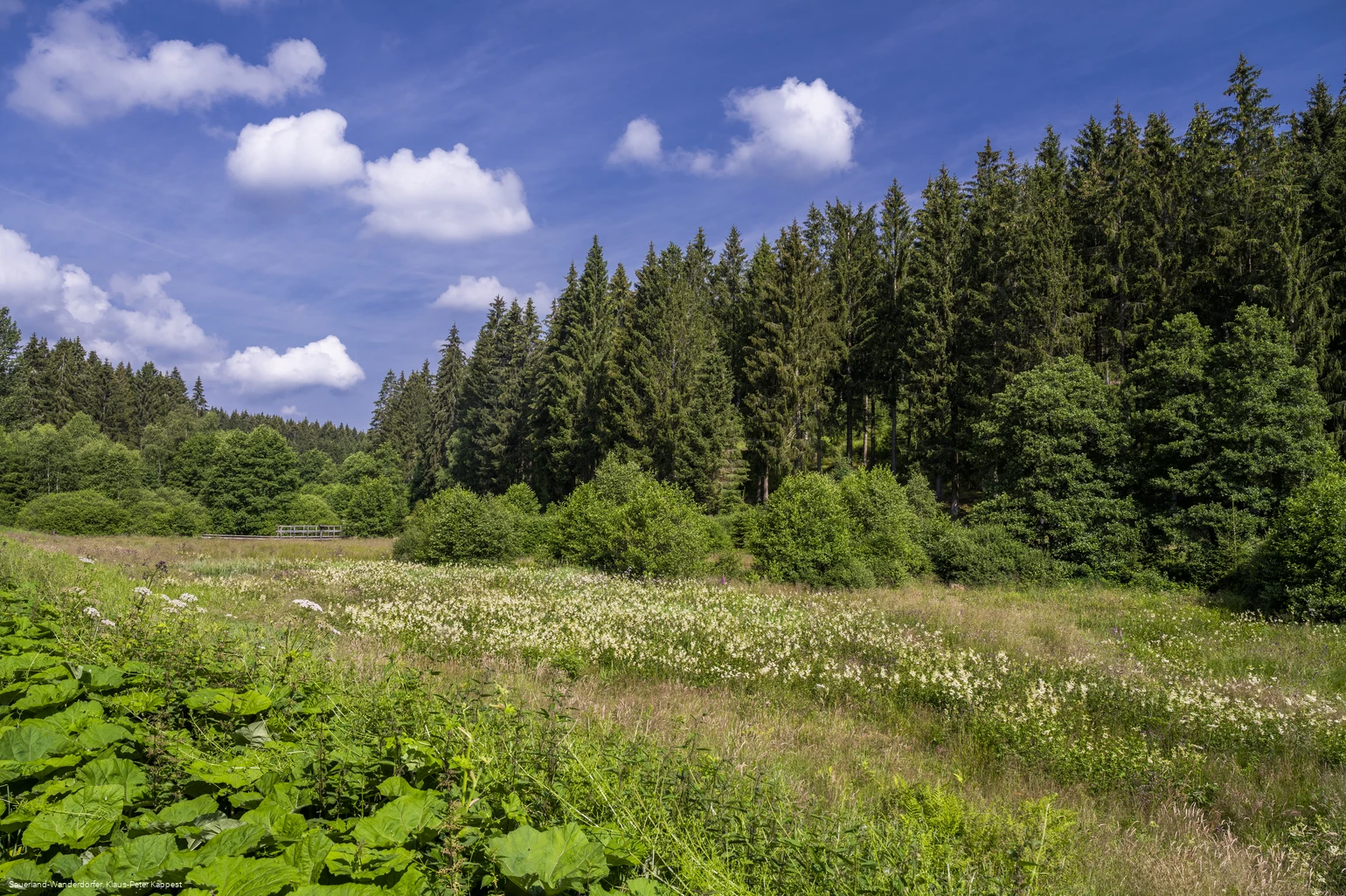 Natur im Schwarzbachtal