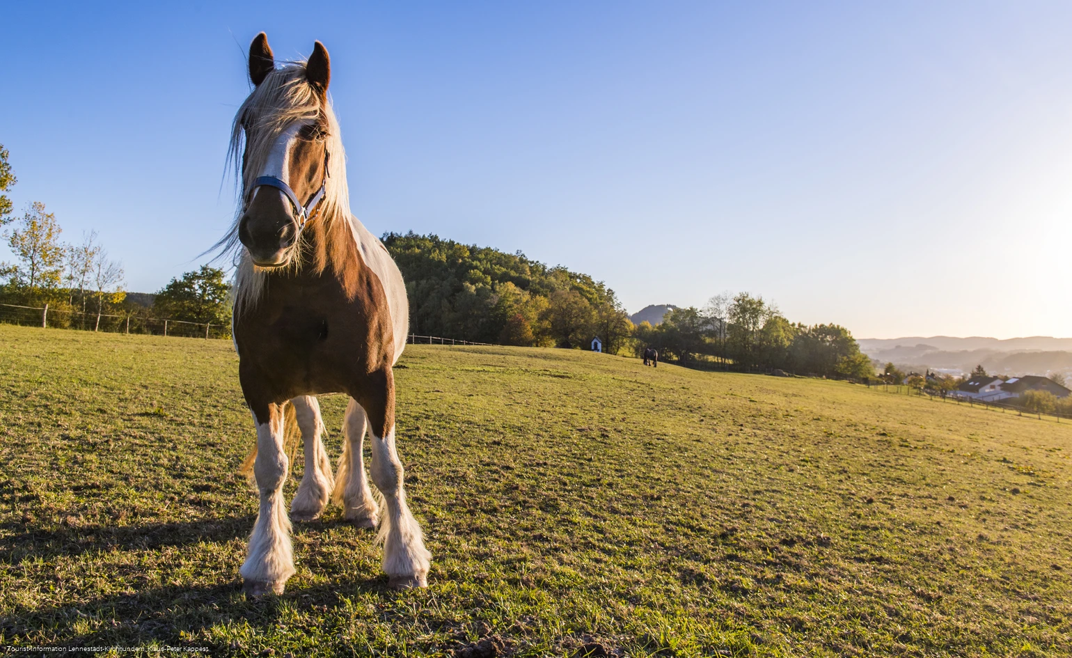 Pferd auf der Koppel