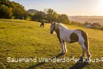 Reiten