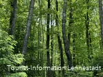 Wald