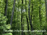 Wald