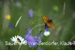 Flora und Fauna im Schwarzbachtal